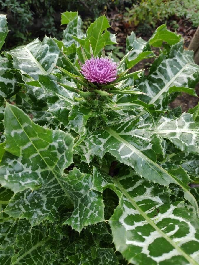 <p>its a thistle</p><p>spiky leaves with white marbeling</p><p>pink/purple flower</p>