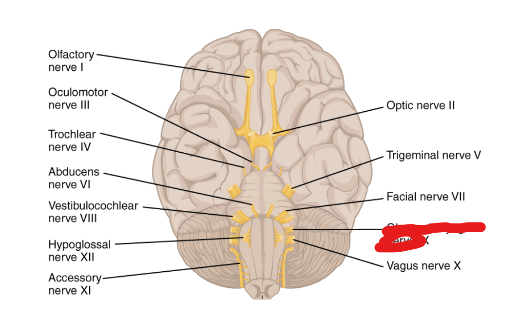 <p>What Cranial Nerve Is this?</p>