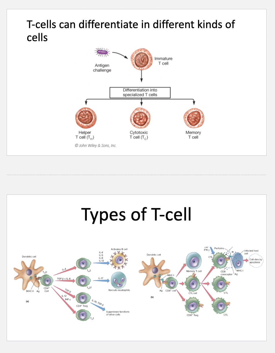 <p>T-cells can differentiate in different kinds of cells</p>