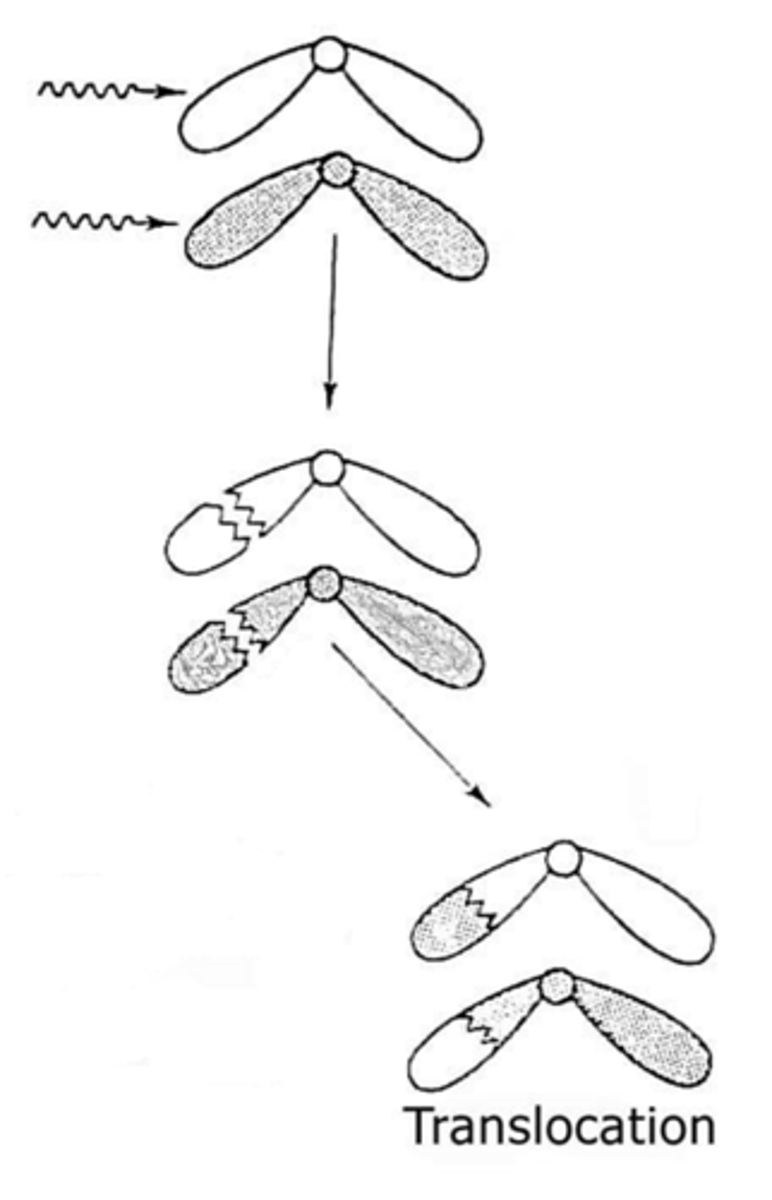 <p>A segment of one chromosome becomes attached to a different chromosome</p>