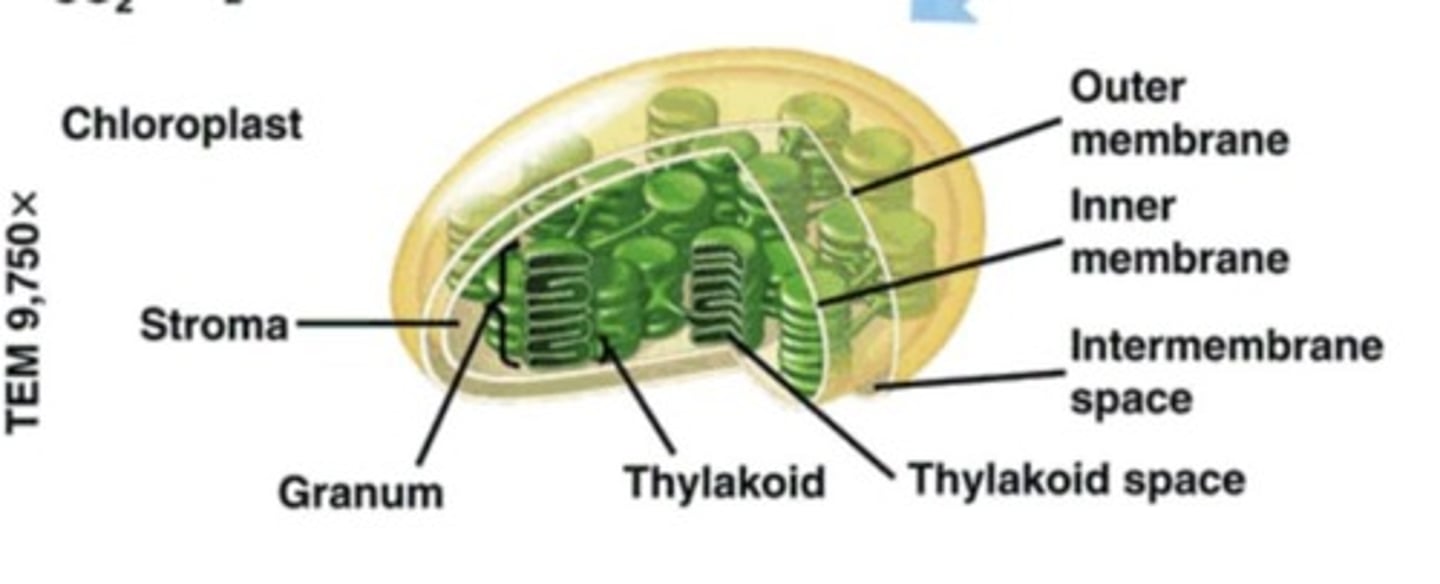 <p>Photosynthesis takes place in chloroplasts, which are organelles found within plant cells containing chlorophyll, essential for absorbing light energy.</p>