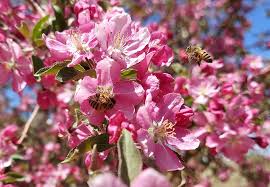 <p>Malus spp. and cv. / Flowering Crabapple</p>