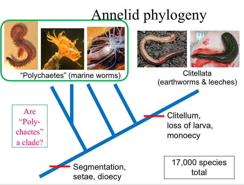 <p>Are Polychaetes (marine worms) a clade ?</p>