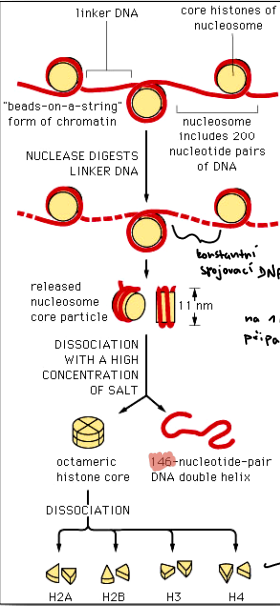 <p>DNA se obaluje kolem histonových proteinů, čímž vznikají struktury zvané nukleozomy, které umožňují kompaktní uspořádání genetického materiálu. </p>