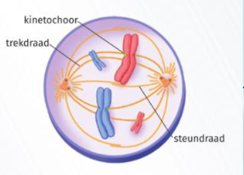 <p>Late profase</p>