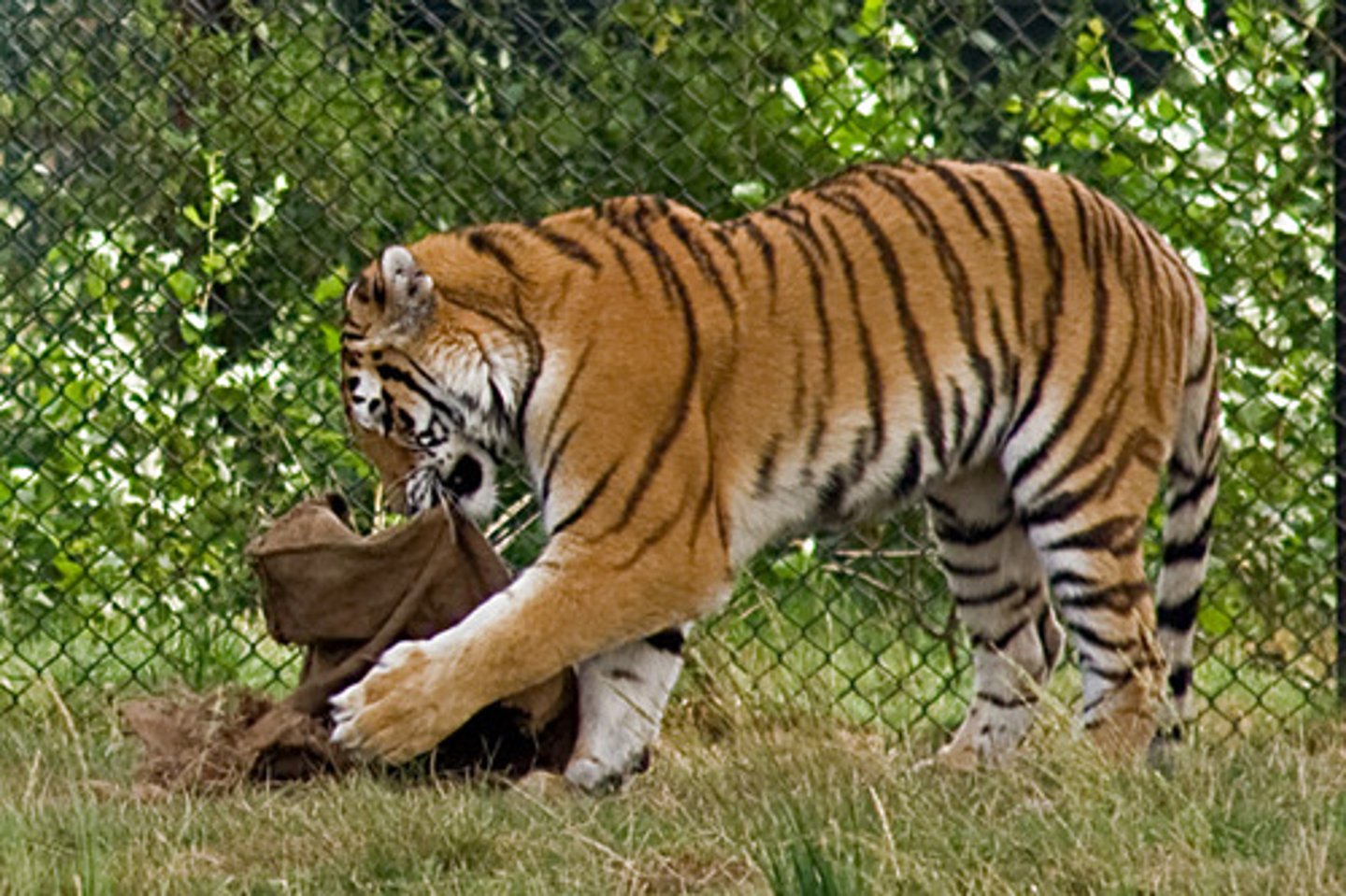 <p>v. to injure by beating and rough treatment</p>