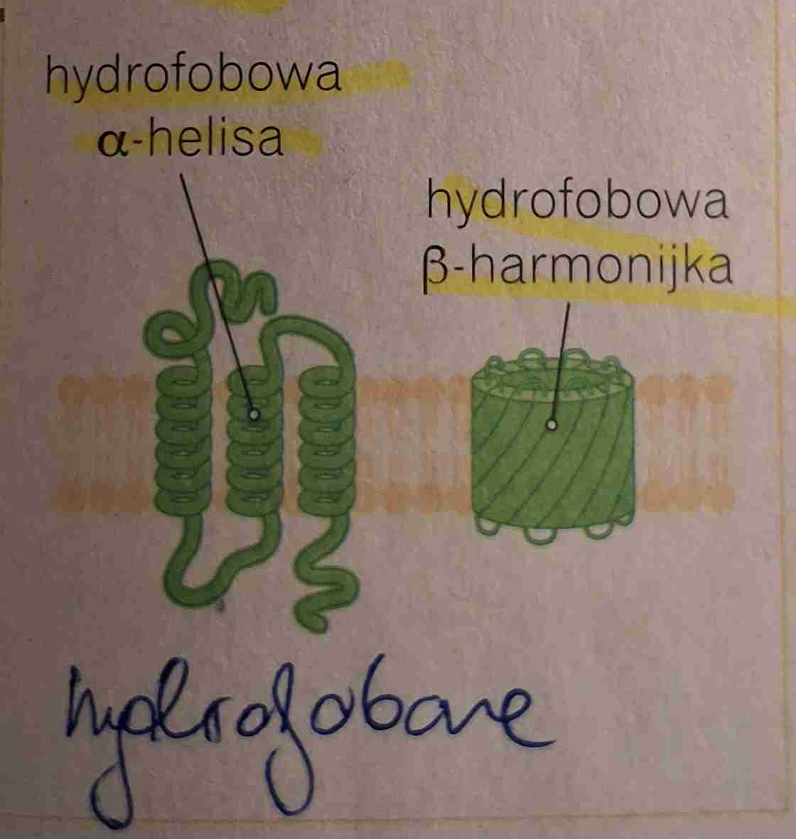 <ul><li><p>przebijają dwuwarstwę lipidową i wystają z obu jej stron </p></li><li><p>hydrofobowa alfa helisa </p></li><li><p>hydrofobowa beta harmonijka</p></li></ul>