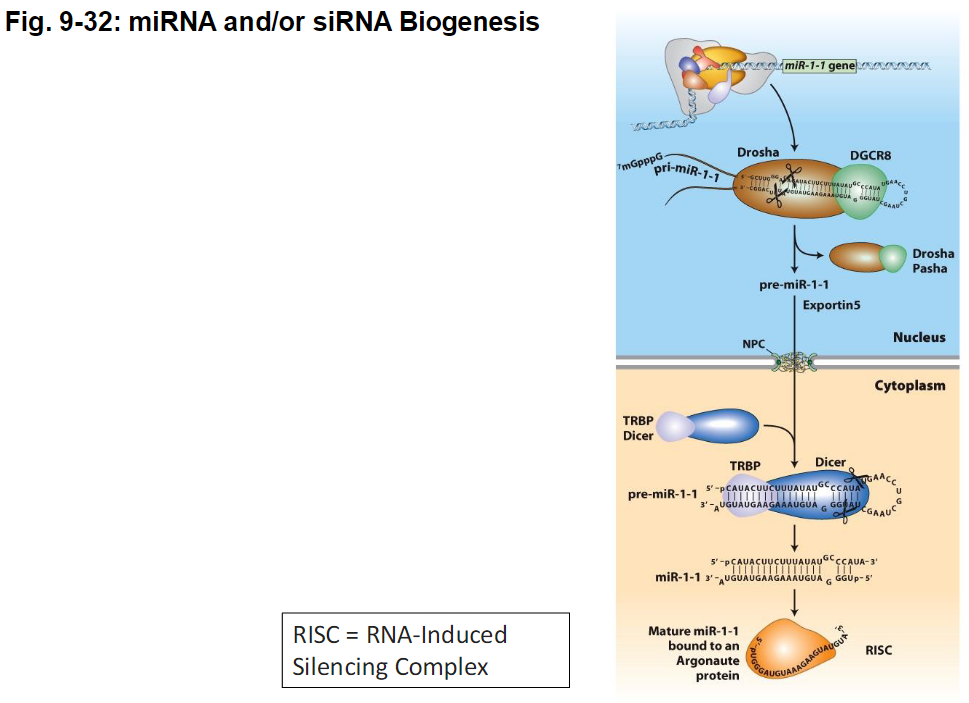 <p><strong>RISC (RNA-Induced Silencing Complex)</strong><br> A protein complex that incorporates miRNA or siRNA<br> Guides the small RNA to its target mRNA</p><p><strong>Function</strong><br> miRNA in RISC – binds imperfectly to mRNA → blocks translation<br> siRNA in RISC – binds perfectly to mRNA → directs RNA cleavage</p><p><strong>Figure Reference</strong><br> Fig. 9-32: miRNA and siRNA biogenesis</p>