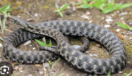 <p>Alpensüdseite, vereinzelt nördlich der Alpen ausgesetzt (ZH, GE, Vierwaldstättersee)</p>