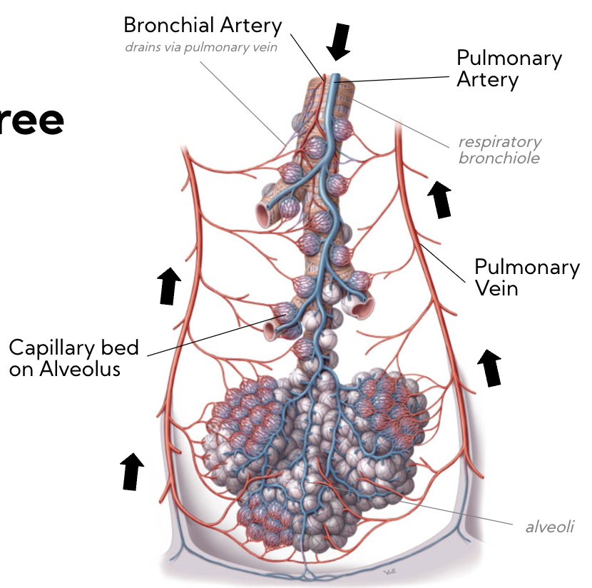 * arteries in centre of bronchopulmonary segment 