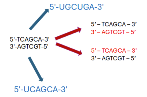 <ul><li><p>read from 5’ to 3’</p></li><li><p>example: 5’- ATTGCTAG- 3’ = 5’- CTAGCAAT- 3’</p></li><li><p>if a strand runs 3’ to 5’, the complementary strand runs 5’ to 3’ so flip it around</p></li></ul><p></p>