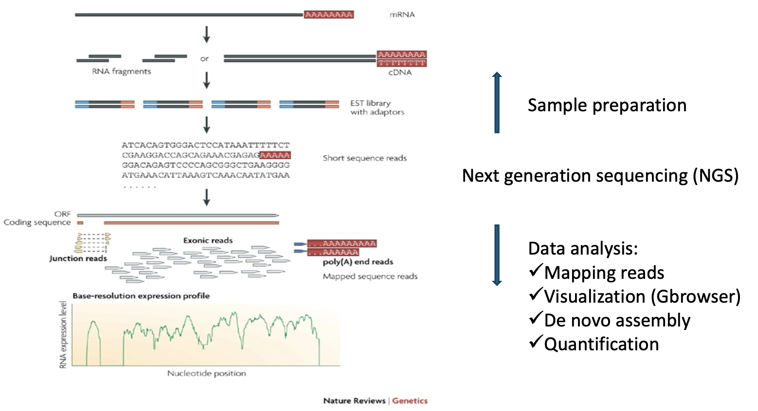 <ol><li><p>Sample preparation: Prepares the mRNA for sequencing.</p><ul><li><p>Starting material: Total RNA is isolated, explicitly focusing on the mRNA.</p></li><li><p>Fragmentation/cDNA synthesis: The mRNA can either be fragmented directly into RNA fragments or be converted into more stable cDNA using reverse transcriptase.</p></li><li><p>Adapters: Sequencing adapters are ligated (attached) to the ends of fragments, creating a sequencing library.</p></li></ul></li><li><p>Next Generation Sequencing: The prepared library is sequenced to produce raw data.</p><ul><li><p>Sequencing: The fragments are sequenced to generate millions of short sequence reads.</p></li></ul></li><li><p>Data analysis: The raw sequencing reads are processed to quantify gene expression.</p><ul><li><p>Mapping reads: The short reads are aligned against a known reference genome or transcriptome.</p><ul><li><p>Exonic reads map entirely within an exon.</p></li><li><p>Junction reads span a splice junction (connecting two exons).</p></li><li><p>Poly(A) end reads map to the end of the transcript, confirming the 3’ end.</p></li></ul></li><li><p>Visualization (genome browser).</p></li><li><p>De novo assembly: I<span>f a reference genome is unavailable, reads can be assembled to build transcripts</span>.</p></li><li><p>Quantification: <span>he number of reads mapping to a gene or transcript is counted to determine its expression level</span>. <span>The final result is a Base-resolution expression profile, a graph showing the abundance of RNA (read coverage) across the transcript length</span>.</p></li></ul></li></ol><p></p>