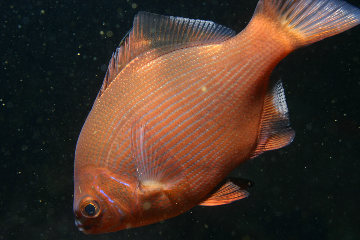 <p>Embiotocidae</p>