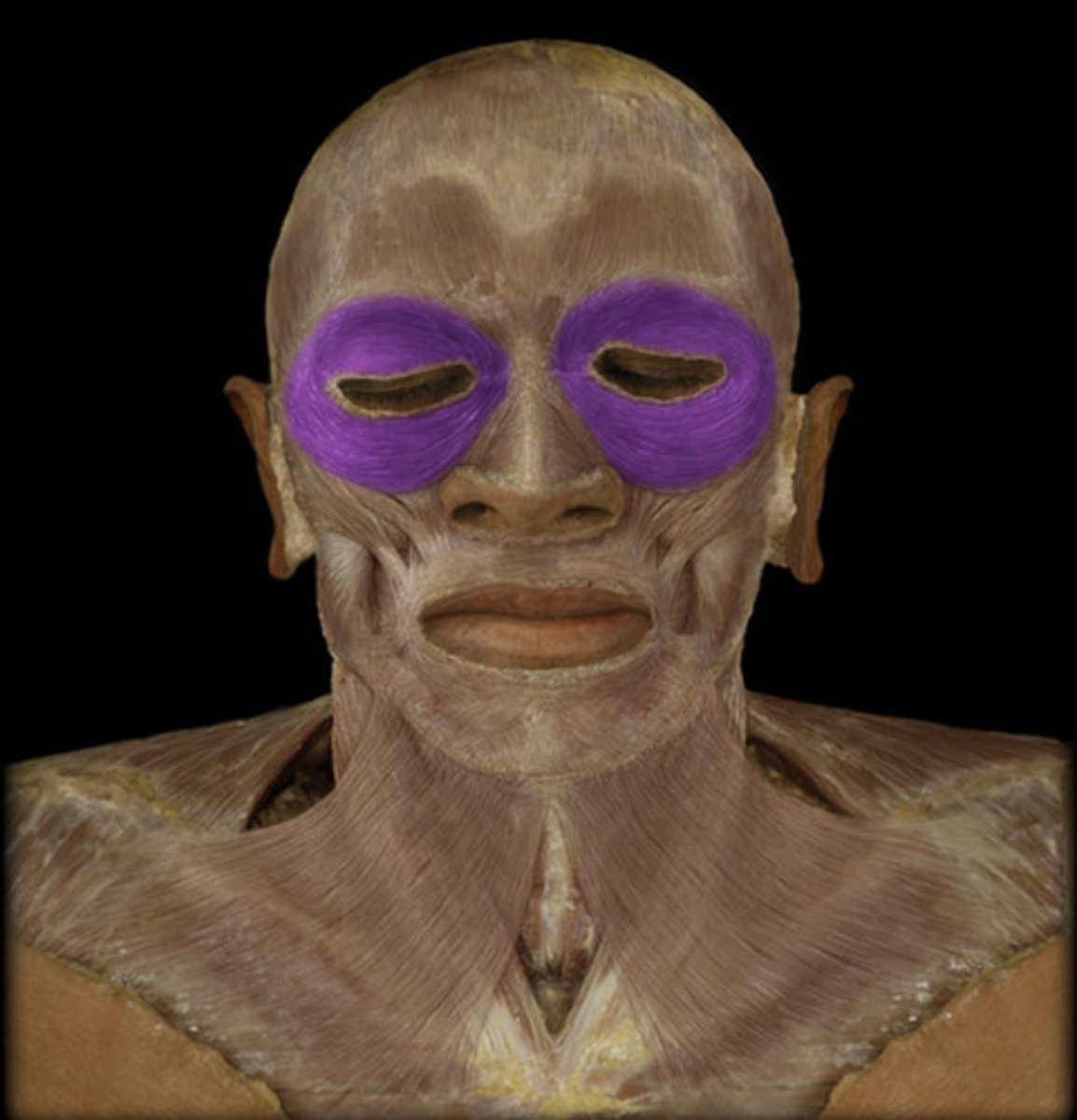 <p>orbicularis oculi</p>
