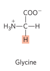 <p>Gly, G, nonpolar R group, in beta turns </p>