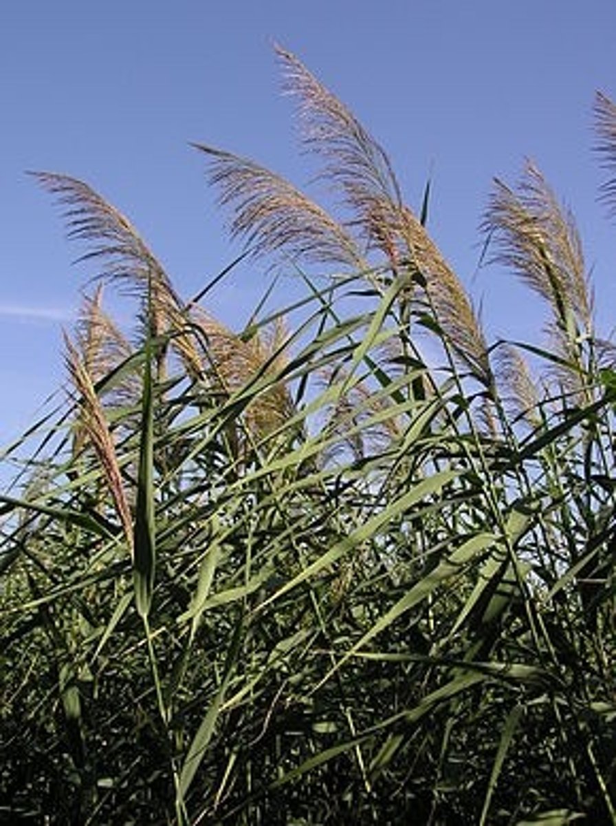 <p>Rotad i botten, majoriteten av växten ovan vatten.</p>