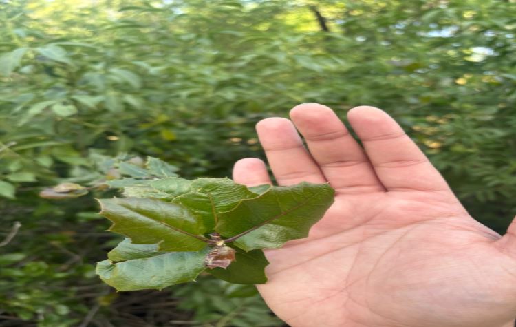 <p>Order: </p><p>Family: </p><p>Genus: </p><p>Species: </p>
