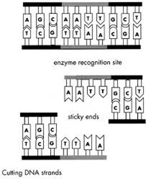 <p>the uneven ends of a double-stranded DNA molecule that has been cut with a restriction enzyme</p>