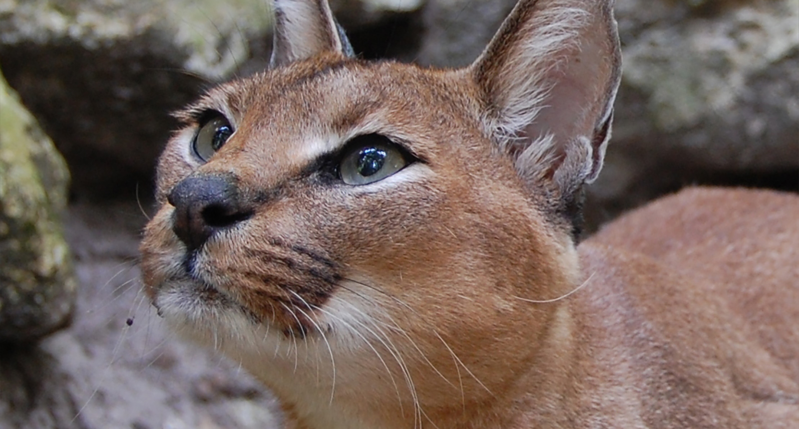 Caracal