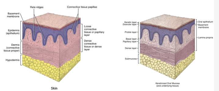 <ul><li><p>continuously lines the oral cavities and serves as a “mirror” for the health of the rest of the body</p></li><li><p>composed of stratified squamous epithelium overlying lamina propria and sometimes a deeper submucosa</p></li><li><p>basement membrane lies between epithelium and connective tissue</p></li><li><p>three main types: </p><ul><li><p>lining</p></li><li><p>masticatory</p></li><li><p>specialized</p></li></ul></li></ul><p></p>