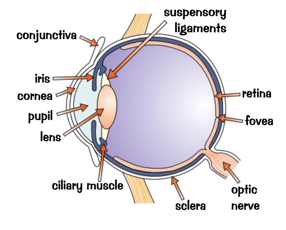 term image