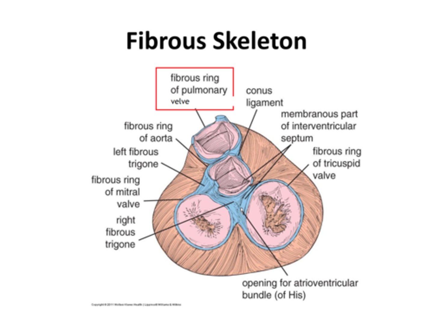 <p>pulmonary ring (fibrous ring of pulmonary valve)</p>