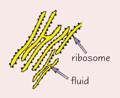 <p>Describe the function of rough endoplasmic reticulum </p>