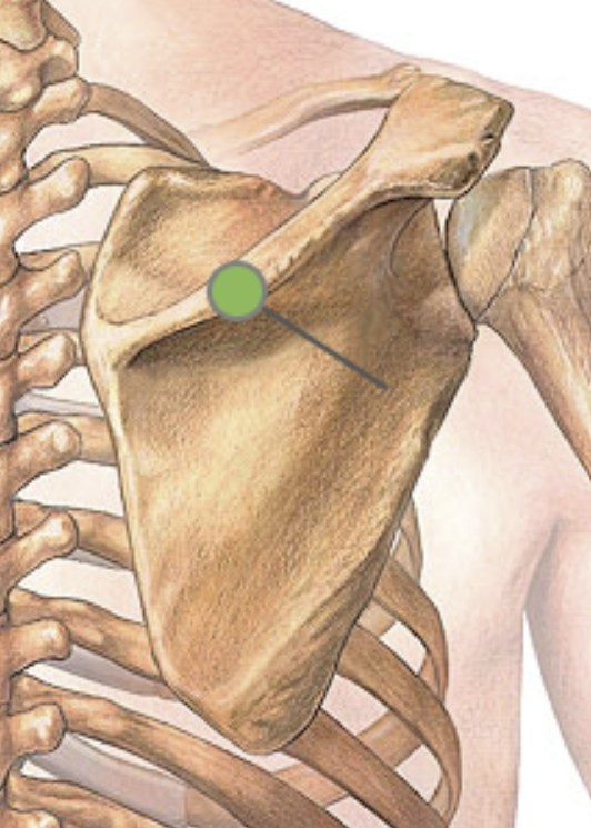 <p>What bone is the shoulder blade?</p>