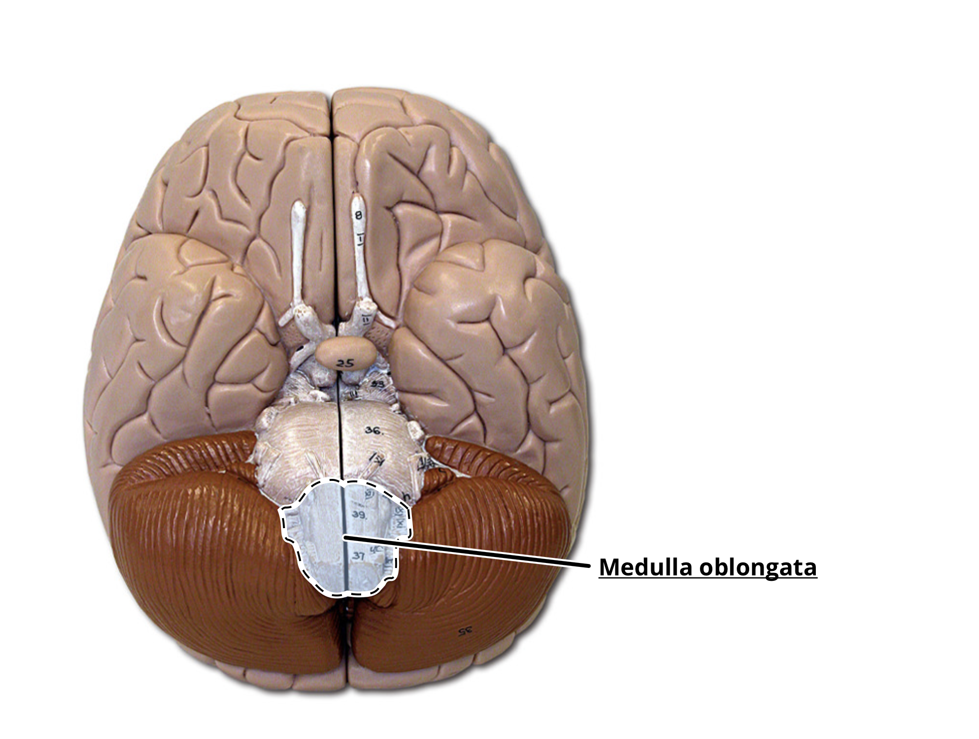 <p>medulla oblongata</p>