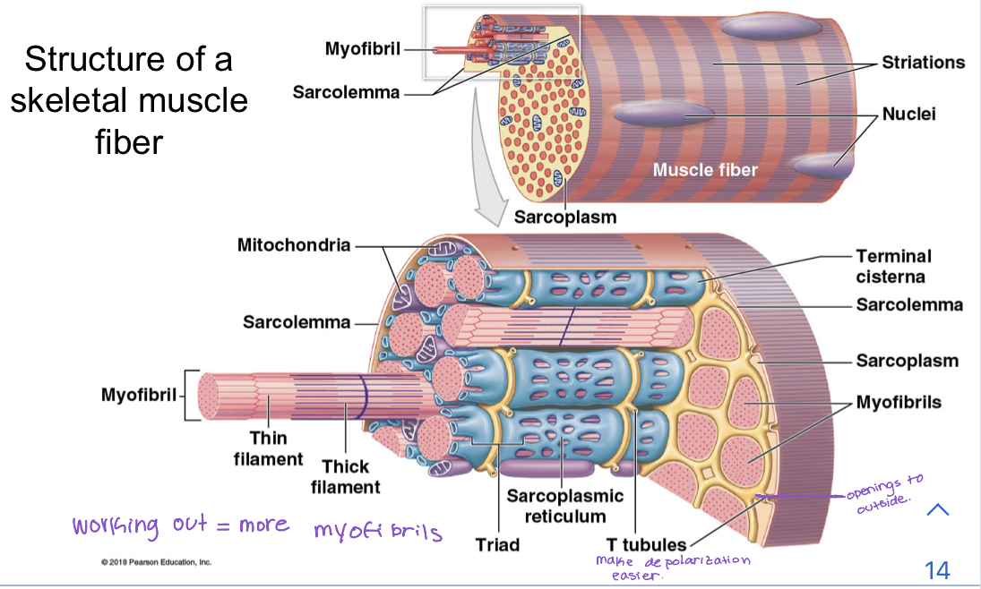 Structure of skeletal muscle cell