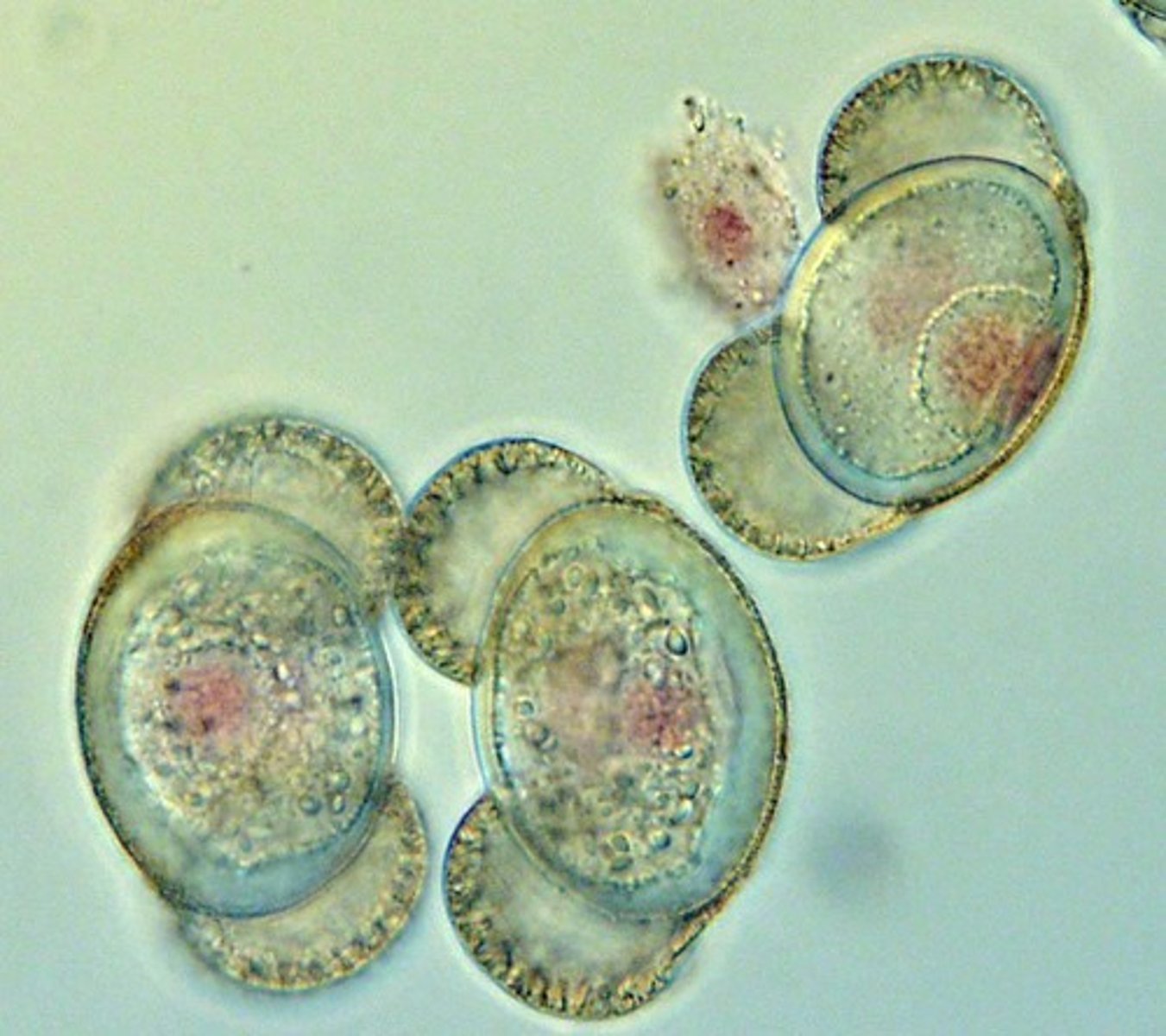 <p>Microsporocytes undergo meiosis to produce four haploid microspores.</p>