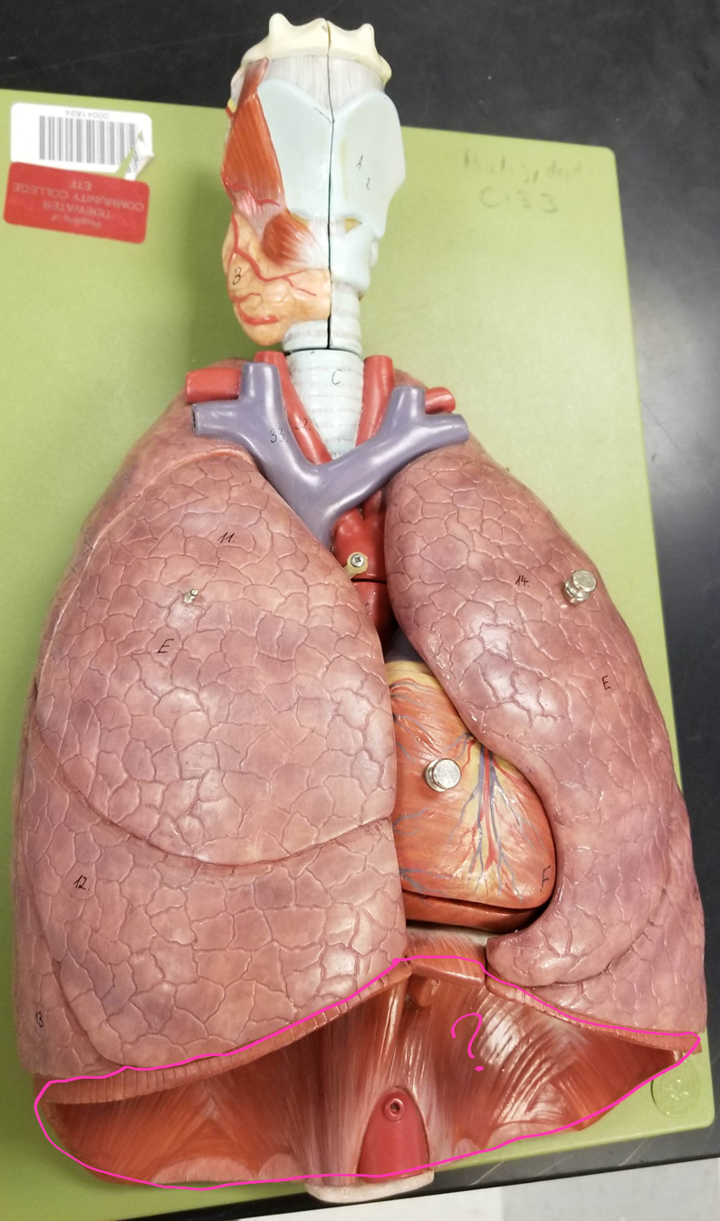 <p>what is outlined?</p>