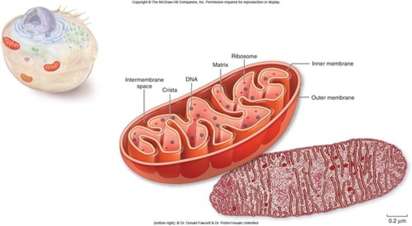 <p>- double membrane, inner membrane folded to form "cristae", folded to increase surface area.</p><p>- carry out cellular respiration</p><p>- makes energy for cell, converts glucose into useable energy like ATP</p><p>- found in all eukaryotes</p>