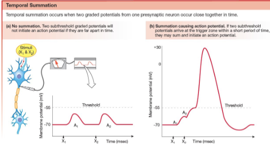 <p>The combining of multiple graded potentials to reach threshold.</p>