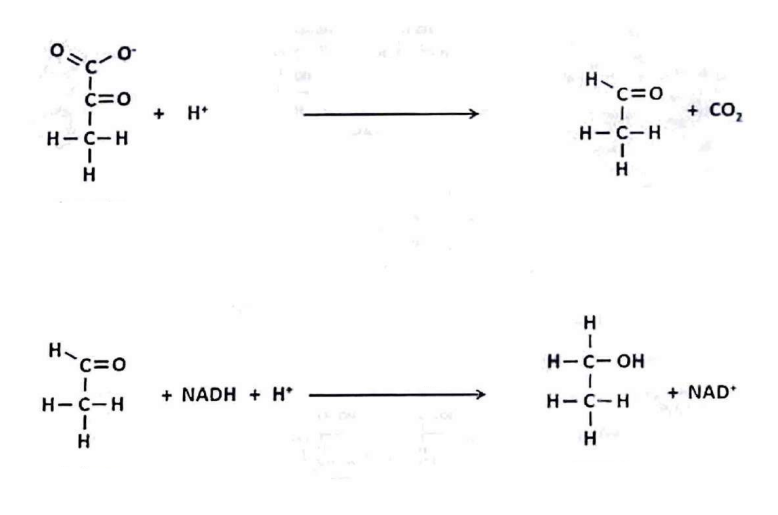 <p>reakcje reprezentują:</p>
