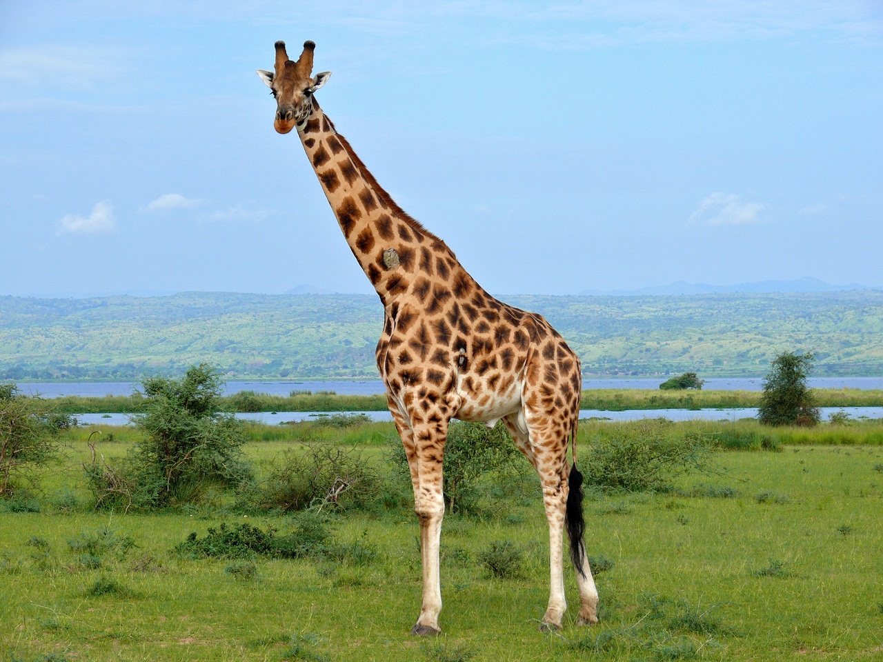 <p>a tall mammal with a long neck and distinctive spotted patterns.</p>