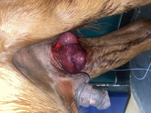 <p>AKP store husdyr blok 3 23/24</p><p>Du kastrerer en hest stående. Få timer efter operationen ringer ejer og beder dig om at komme tilbage så hurtigt som muligt. Hvordan vil du behandle denne patient?</p><p>1 Der gives bredspektret antibiose, NSAIDS og anlægges en forbinding omkring lysken, herefter sendes hesten til nærliggende hospital </p><p>2 Hesten sendes uden yderligere behandling på hospitalet </p><p>3 Du presser tarmene tilbage ind i lyskekanalen og giver 5 dages bredspektret antibiose og NSAIDs </p><p>4 Hesten bør aflives, da behandling er udsigtsløs</p>