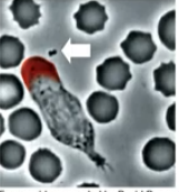 <p>responsible for leading edge “poking” behaviour</p><p>in a normal cell Rac GTP activation occur mainly at front of cell</p>