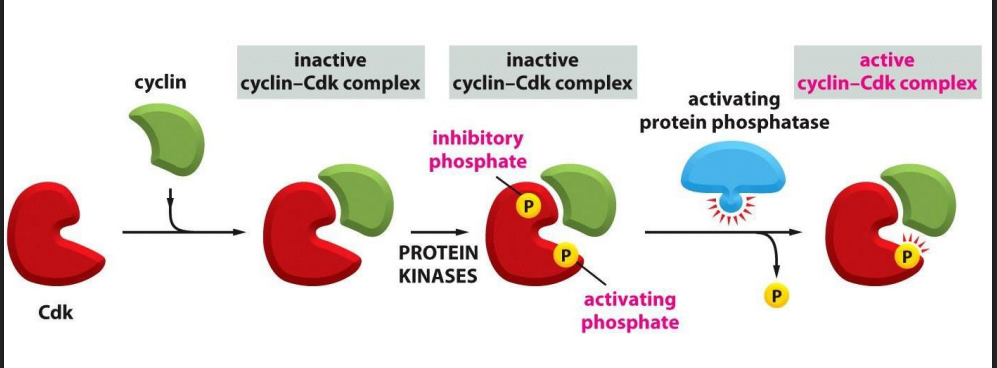 <p>Recall: the activity of Cdk is also regulated by phosphorylation state</p>