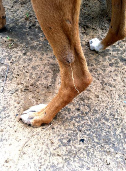 <p>Guinea worm - "Small dragon"</p><ul><li><p>Adult found in subcutaneous tissues of dog​</p></li><li><p>Female 120cm; Male 2-3cm​</p></li><li><p>Female produces draining ulcer on dog's skin; end of female comes out of ulcer​</p></li><li><p>When she comes in contact with water, uterus prolapses and releasing L1 in water​</p></li><li><p>L1 ingested by microscopic crustaceans (copepods) as intermediate host and molt to L3​</p></li><li><p>Dogs infected by drinking water with these crustaceans​</p></li><li><p>Female must be surgically removed​</p></li><li><p>L1 must be differentiated from D. immitis and R. strongyloides</p></li></ul><p></p>