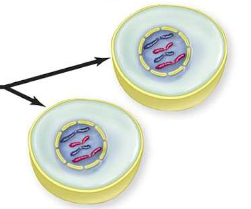 <p>Nuclear envelope reforms and DNA decondenses</p>