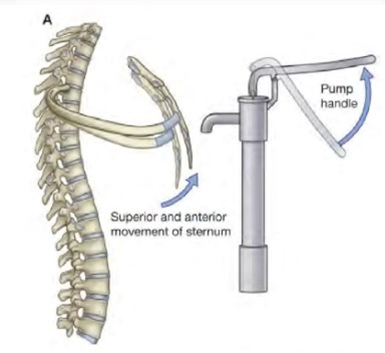 <p>Anteroposterior</p>