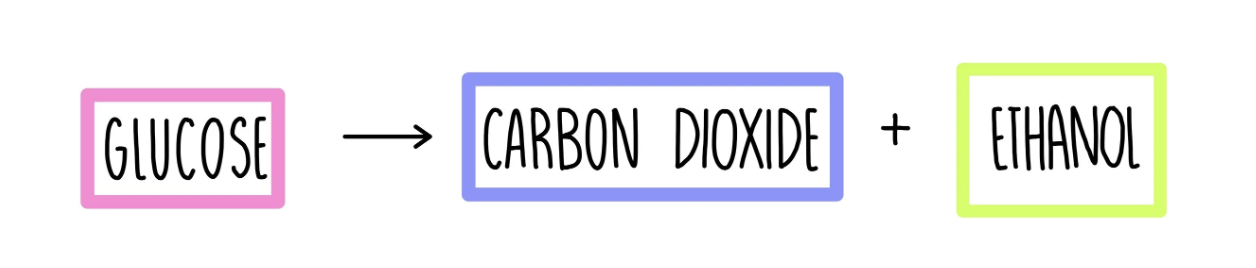 <ul><li><p><strong>fermentation</strong></p></li></ul><p></p><ul><li><p>occurs in anerobic conditions <span data-name="v" data-type="emoji">✌</span><span data-name="grinning_face_with_sweat" data-type="emoji">😅</span> (e.g. in the roots of plants in waterlogged soils)</p></li></ul><p></p>