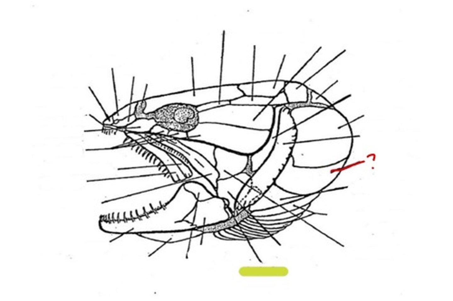 <p>What bone is this</p>