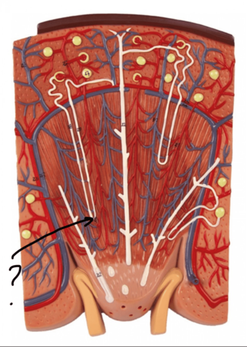<p>Name this segment</p>