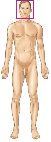 Identify the body region
