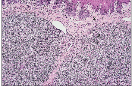 <p>name of histologic slide:</p><p>Specie:</p><p>Parts</p><p>1.__ 2.__ 3.__</p><p>Stain used:</p>
