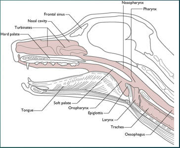 <p>Diseases of the Upper Respiratory Tract </p>