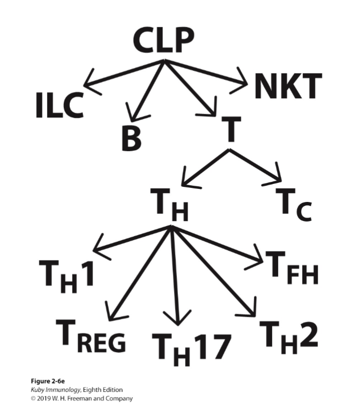 <p><span>T cells, B cells, NKT cells, NK cells and innate-like lymphocytes arise from same stem cell</span></p><p><span>Key hematopoietic growth factors (there are many; learn these):<mark data-color="yellow" style="background-color: yellow; color: inherit;">IL-3, IL-7, IL-2, IL-4, IL-15</mark></span></p><p><span>Stages of maturation are defined by surface antigen expression (CD antigens) rather than morphologic features</span></p><p><span>B cells mature from their progenitors within the bone marrow</span></p><p><span>NK (natural killer) cells mature from their progenitors and further in the periphery and thymus (one subset)</span></p><p><span>T and NKT cells develop in the bone marrow but mature in the thymus</span></p><p><span>Innate lymphoid cells (ILCs) develop in the bone marrow and migrate to tissues. Thymic input for some subsets</span></p>