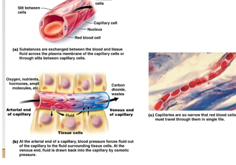 <p>Microscopic blood vessels containing arterioles and venules. Site of exchange of materials between blood and body cells.-Walls are one cell thick -Enormous surface area for exchange, exchange occurs through endothelial cells (Across plasma membrane) or through slits between cells. -Blood flows very slowly, allowing more time for exchange of materials. Capillary bed is a network of capillaries serving a particular area. Precapillary sphincter regulates blood flow into it</p>